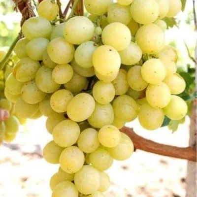 Виноград ТАЛИСМАН в Видном