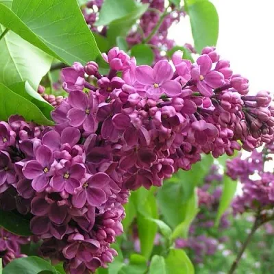 Сирень ДЕНЬ ПОБЕДЫ в Видном