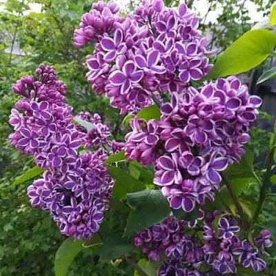 Сирень СЕНСАЦИЯ  Сирень СЕНСАЦИЯ в Видном