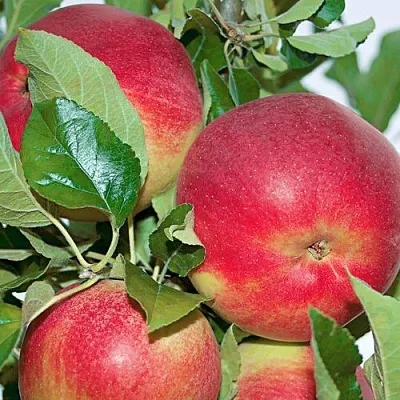 Яблоня СЕНАТОР колонновидная в Видном