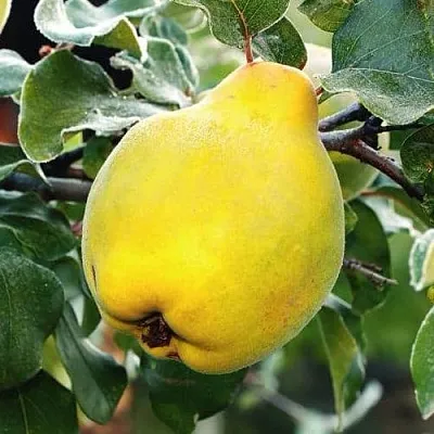 Айва РУМО  Айва РУМО в Видном