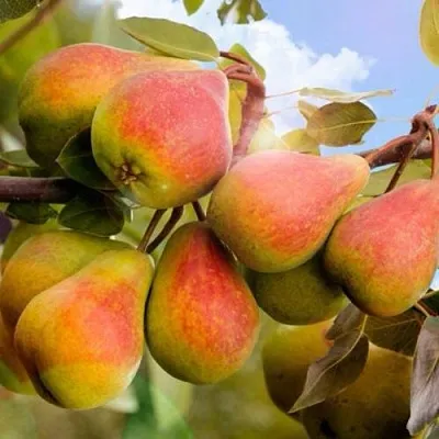 Груша ЗАБАВА  Груша ЗАБАВА в Видном