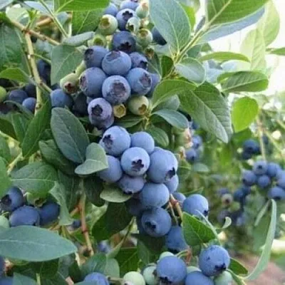 Голубика ЭЛЛИОТ  Голубика ЭЛЛИОТ в Видном