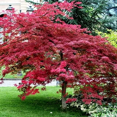 Клен пальмолистный в Видном