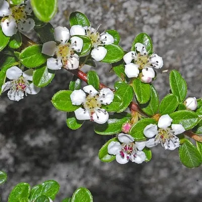 Кизильник ТАНГСТЕДТ горизонтальный   Кизильник ТАНГСТЕДТ горизонтальный  в Видном