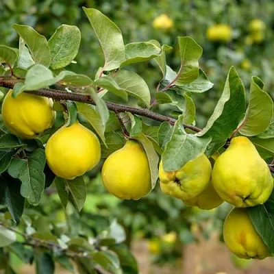 Айва ТРИУМФ  Айва ТРИУМФ в Видном