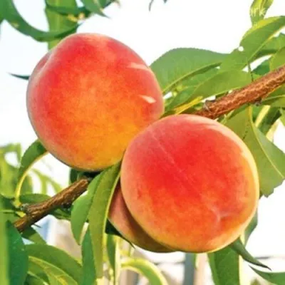 Персик ОНТАРИО — описание сорта Персик ОНТАРИО в Видном