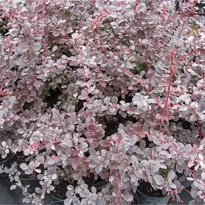 Барбарис СИЛЬВЕР МИЛЕС оттавский   Барбарис СИЛЬВЕР МИЛЕС оттавский  в Видном