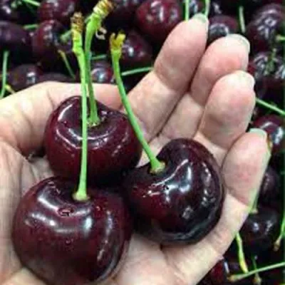 Черешня НАПОЛЕОН — описание сорта Черешня НАПОЛЕОН в Видном