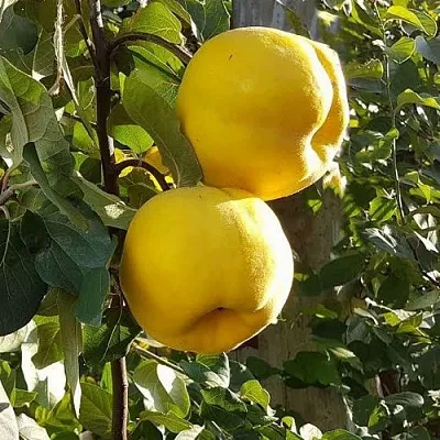 Айва МАРИЯ  Айва МАРИЯ в Видном