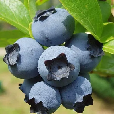 Сладкие сорта Сладкие сорта в Видном