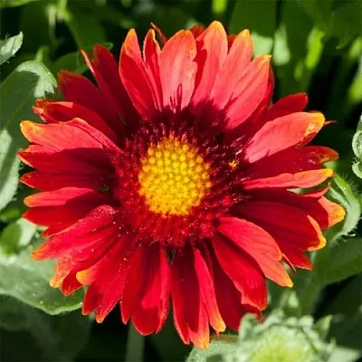 Гайлардия АРИЗОНА РЕД ШЕЙДС в Видном