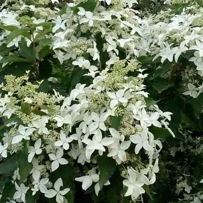Гортензия МЭДЖИКАЛ СТАРЛАЙТ метельчатая  Гортензия МЭДЖИКАЛ СТАРЛАЙТ метельчатая в Видном