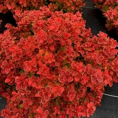 Барбарис РЕД ХОТ ЧИЛИ тунберга  Барбарис РЕД ХОТ ЧИЛИ тунберга в Видном