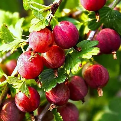 Крыжовник САДКО  Крыжовник САДКО в Видном