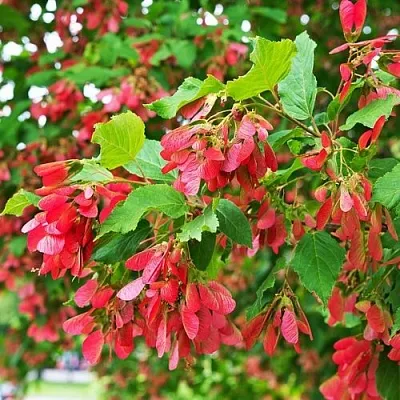 Клен татарский в Видном