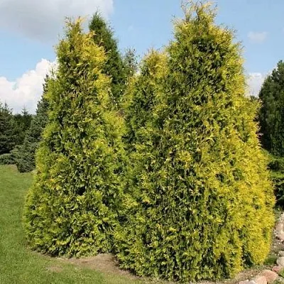 Туя АУРЕОСПИКАТА западная в Видном