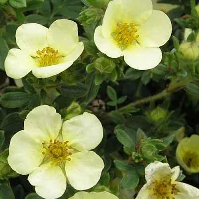 Лапчатка ЭЛИЗАБЕТ кустарниковая  Лапчатка ЭЛИЗАБЕТ кустарниковая в Видном