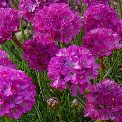 Армерия МОНИНГ СТАР ДИП РОУЗ  Армерия МОНИНГ СТАР ДИП РОУЗ в Видном