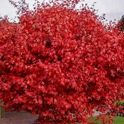 Клен гиннала  в Видном