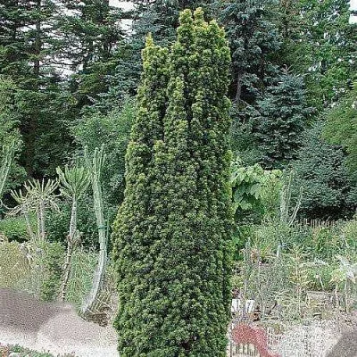 Тис ФАСТИГИАТА РОБУСТА  ягодный   Тис ФАСТИГИАТА РОБУСТА  ягодный  в Видном