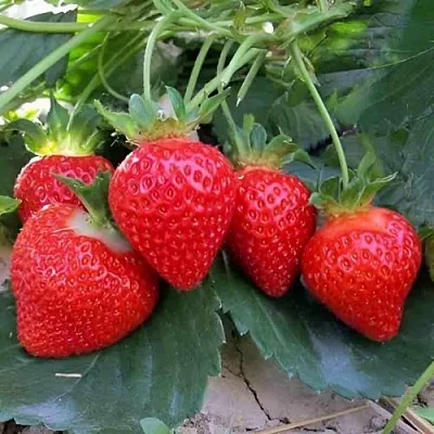 Клубника ТЕА в Видном