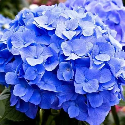 Гортензия БОДЕНСИ крупнолистная в Видном