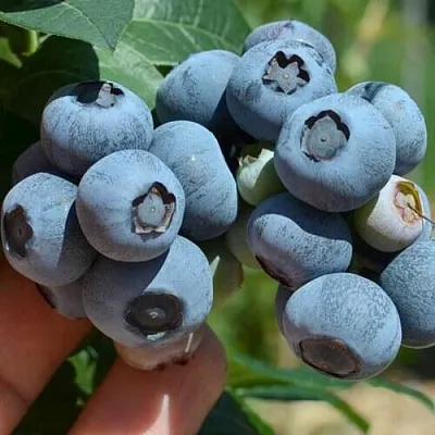 Голубика НЕЛЬСОН  Голубика НЕЛЬСОН в Видном