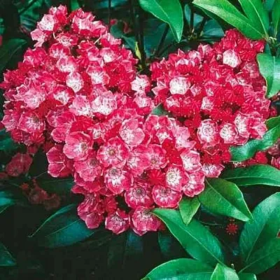 Кальмия КАРДИНАЛ  Кальмия КАРДИНАЛ в Видном