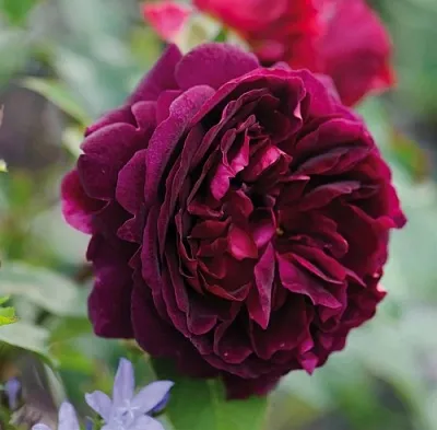 Саженцы роз МАНСТЕД ВУД английская  Саженцы роз МАНСТЕД ВУД английская в Видном