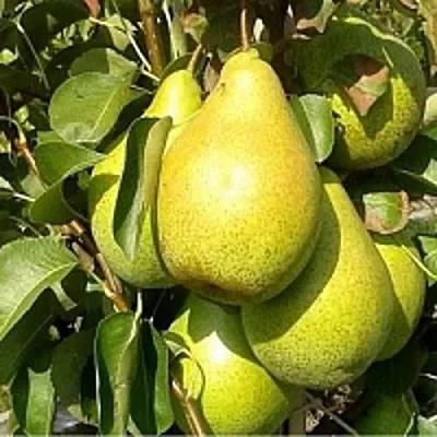 Груша ПАТЕН (ГЛУБОКСКАЯ)  Груша ПАТЕН (ГЛУБОКСКАЯ) в Видном