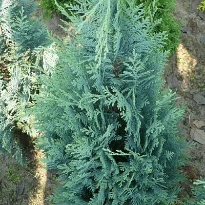 Кипарисовик КОЛУМНАРИС лавсона  Кипарисовик КОЛУМНАРИС лавсона в Видном