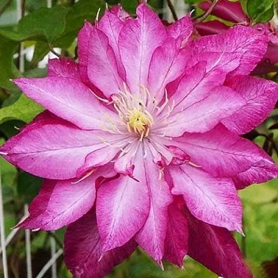 Клематис КАЕН в Видном