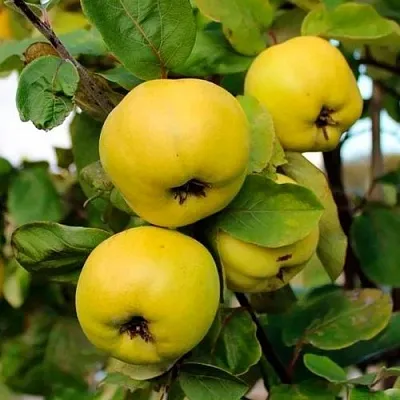 Айва ЯБЛОКОВИДНАЯ  Айва ЯБЛОКОВИДНАЯ в Видном