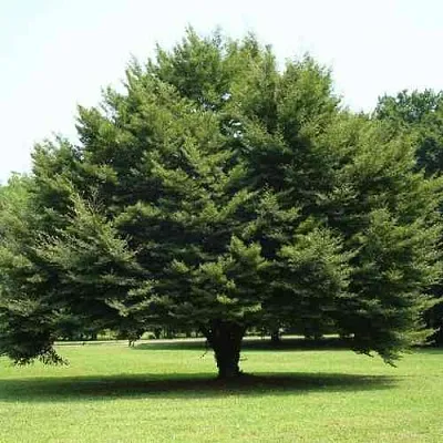 Бук обыкновенный в Видном