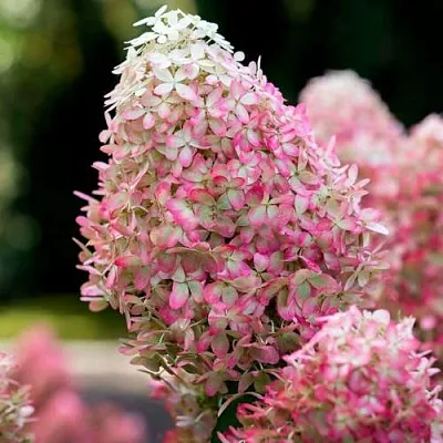 Гортензия РОЯЛ ФЛОВЕР метельчатая  Гортензия РОЯЛ ФЛОВЕР метельчатая в Видном