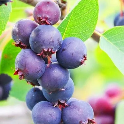 Ирга СМОУКИ  Ирга СМОУКИ в Видном