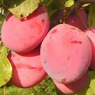 Слива ФАВОРИТЕ ДЕ СУЛТАНО  Слива ФАВОРИТЕ ДЕ СУЛТАНО в Видном