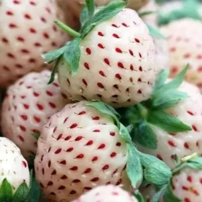 Клубника АНАНАСА ремонтантная — описание сорта Клубника АНАНАСА ремонтантная в Видном