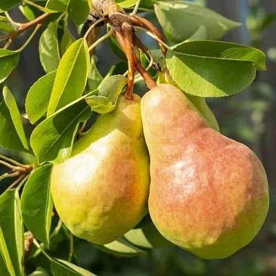 Летние сорта  Летние сорта в Видном