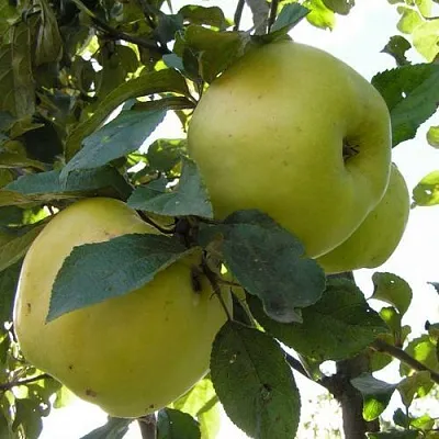 Яблоня Антоновка Обыкновенная в Видном