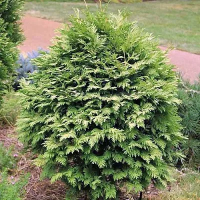 Туя ВАРЕАНА ЛЮТЕСЦЕНС западная в Видном