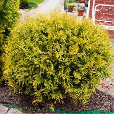 Туя КОЛЛЕРС ГОЛД складчатая в Видном