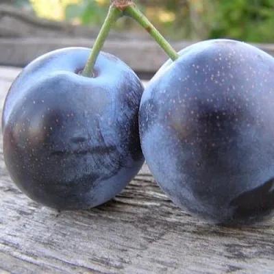 Слива БЛЮФРИ  Слива БЛЮФРИ в Видном