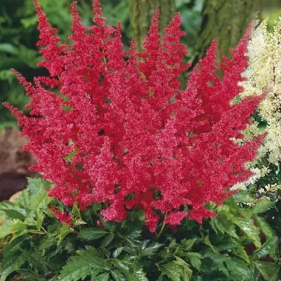 Астильба МОНТГОМЕРИ японская в Видном