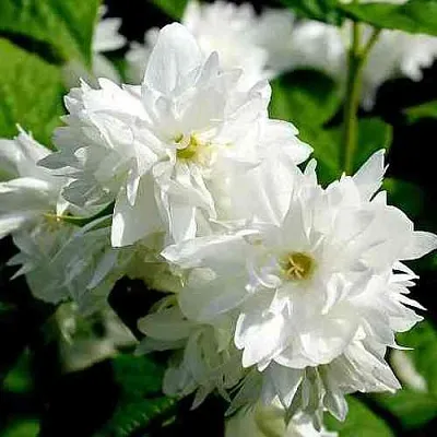 Жасмин ДАМ БЛАНШ  Жасмин ДАМ БЛАНШ в Видном