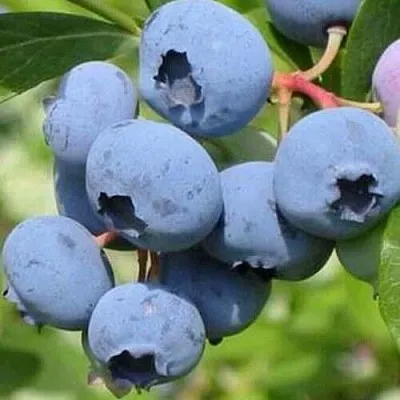 Голубика ДАРРОУ  Голубика ДАРРОУ в Видном