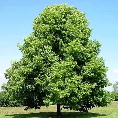 Липа мелколистная в Видном