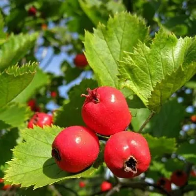 Боярышник МЯГКОВАТЫЙ  Боярышник МЯГКОВАТЫЙ в Видном