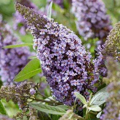 Буддлея давида БАТТЕРФЛЯЙ КАНДИ ЛИЛА СВИТХАРТ  Буддлея давида БАТТЕРФЛЯЙ КАНДИ ЛИЛА СВИТХАРТ в Видном